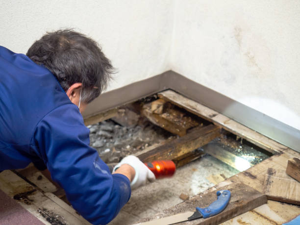 Best Residential Mold Removal  in San Juan, TX
