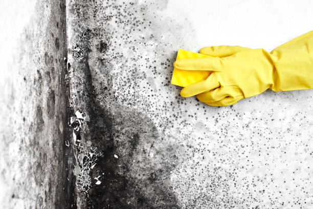 Attic Mold Removal in San Juan, TX