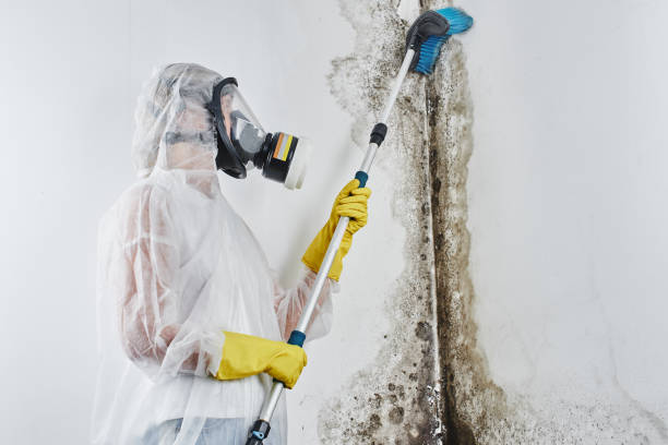 Best Residential Mold Removal  in San Juan, TX