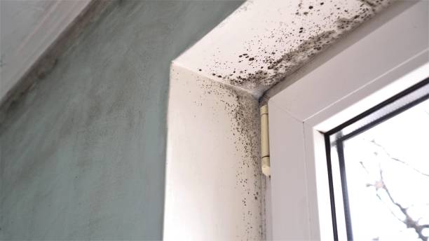 Best Home Mold Removal  in San Juan, TX