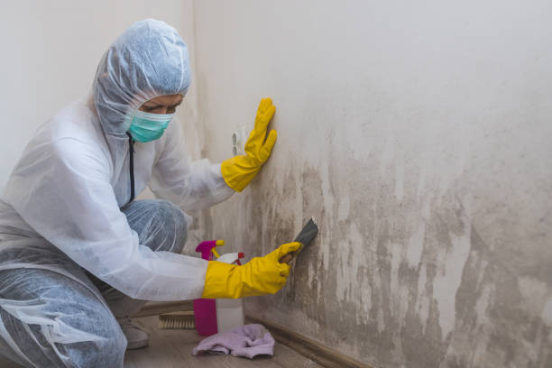 Best Toxic Mold Removal  in San Juan, TX