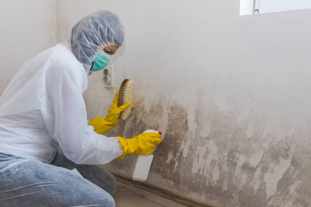 Best Mold Damage Repair  in San Juan, TX