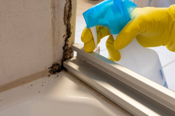 Best Mold Remediation Services  in San Juan, TX