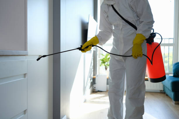 Best Emergency Mold Removal  in San Juan, TX