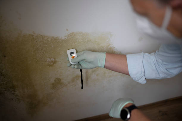 Best Commercial Mold Removal  in San Juan, TX