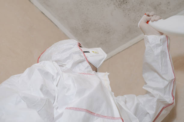Best Mold Damage Repair  in San Juan, TX