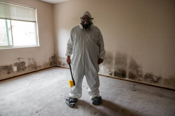 Best Fast Mold Removal  in San Juan, TX