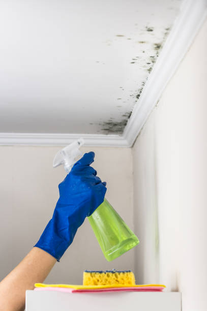 Best Affordable Mold Removal  in San Juan, TX